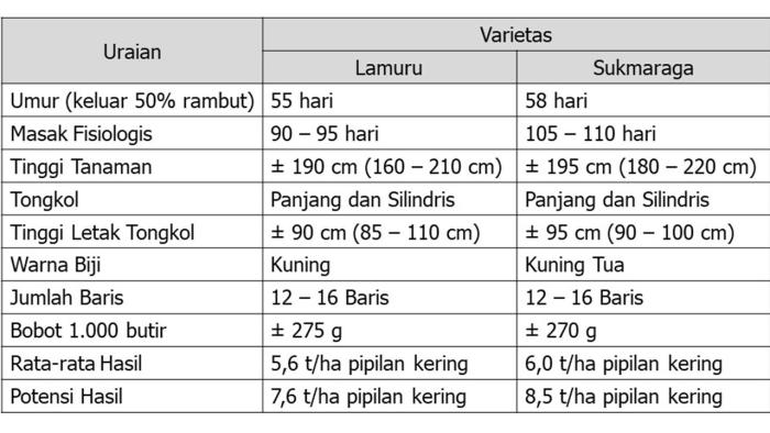 PRODUKTIVITAS JAGUNG KOMPOSIT DIBANDINGKAN DENGAN JAGUNG HIBRIDA
