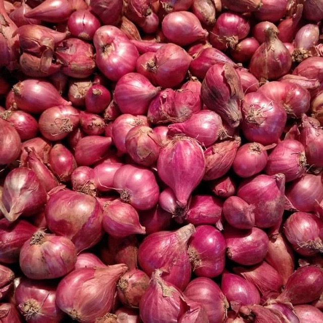 BUDIDAYA BAWANG MERAH