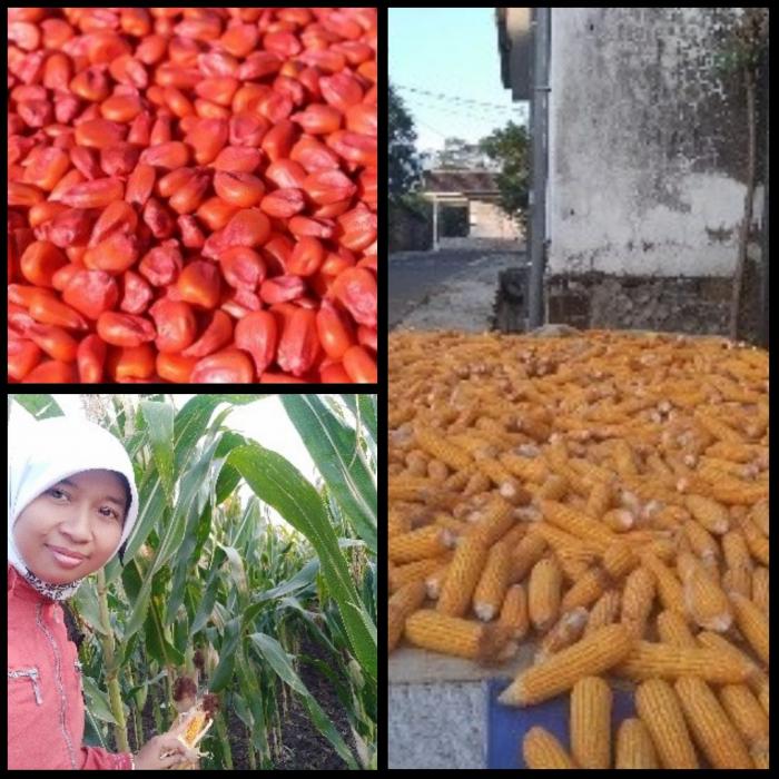 Menanam Jagung Hibrida Agar  Bertongkol Besar Di Desa Sukorejo Kecamatan Sukorejo