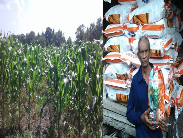 ANTISIPASI KEKURANGAN AIR, SELEMADEG TIMUR BERPALAWIJA JAGUNG