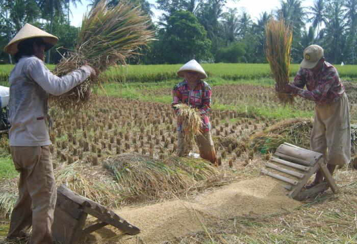 MENEKAN KEHILANGAN HASIL PADA PANEN PADI