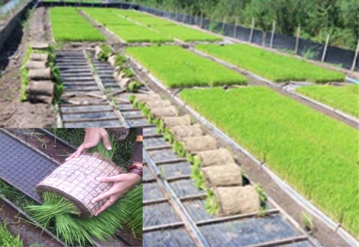 TEKNOLOGI PERSEMAIAN PADI SISTEM DAPOG/TRAY (Mesin Tanam Padi Rice Transplanter)