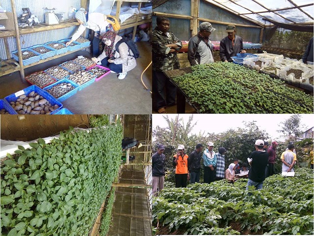 Budidaya Kentang Hitam