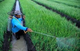 Penanganan OPT dengan Pestisida