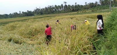 Teknik Pengambilan Ubinan dan Panen Padi