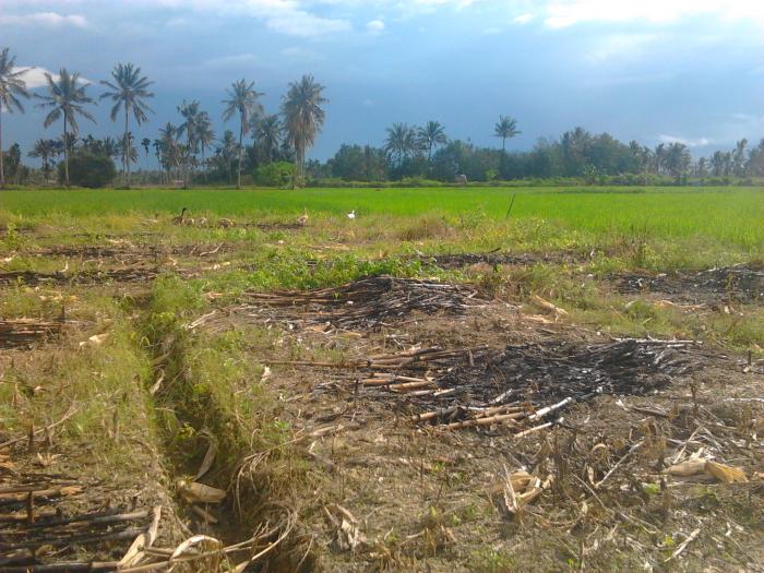 CINTAI TANAMAN DENGAN MENGATUR POLA TANAM