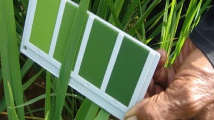 MENGHEMAT PENGGUNAAN PUPUK N PADA TANAMAN PADI SAWAH DENGAN METODE BAGAN WARNA DAUN (BWD)