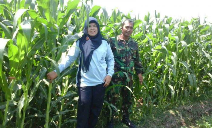Penyakit Bulai pada Tanaman Jagung Di Desa Purwosari