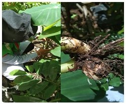 BUDIDAYA TALAS SATOIMO JEPANG