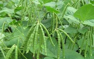 Budidaya Kacang Hijau