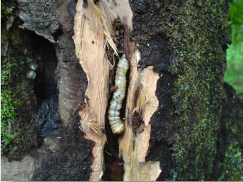 PENGEMBANGAN JEJARING PRODUKSI, DAN PEMASARAN KAKAO