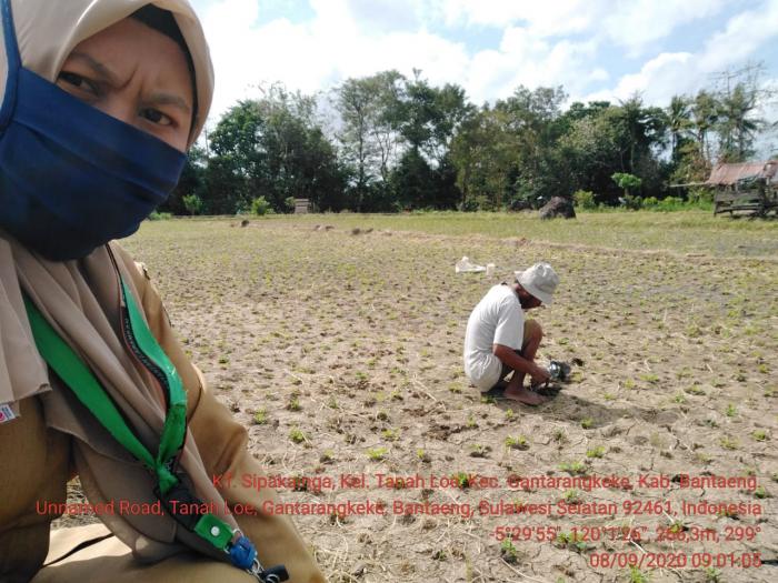 Pemantauan Pertanaman Kacang Tanah dilokasi Kelompok Tani Sipakainga, Kel. Tanah Loe, Kec. Gantarang Keke, Kab. Bantaeng
