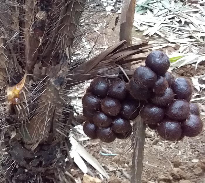 Sistem Pertanian Desa Organik Komoditas Salak  Kecamatan Madukara Kabupaten Banjarnegara