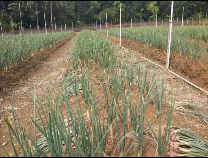 Kecamatan Hantakan Panen Bawang Merah Dimusim Kemarau