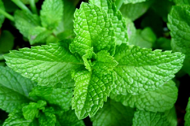 PENGENDALIAN JAMUR PUTIH TANAMAN KARET  MENGGUNAKAN PESTISIDA NABATI YANG RAMAH LINGKUNGAN