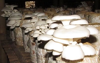 Perawatan Budidaya Jamur Tiram