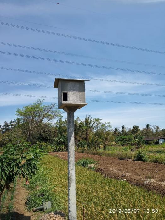 Rubuha, Untuk Si Tyto Alba