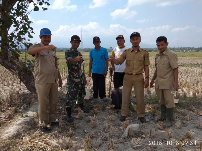 Mengenal Hama Tikus