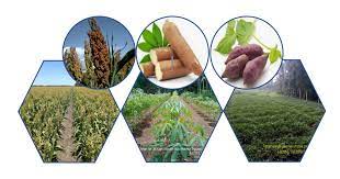 Sosialisasikan Program Direktorat Jenderal Tanaman Pangan Tahun 2023