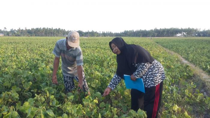 CARA TANAM KACANG HIJAU DI LAHAN SAWAH