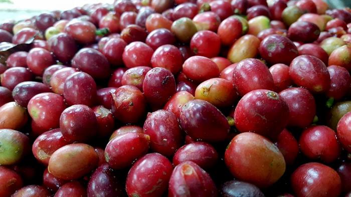 PENGOLAHAN KOPI METODA  BASAH