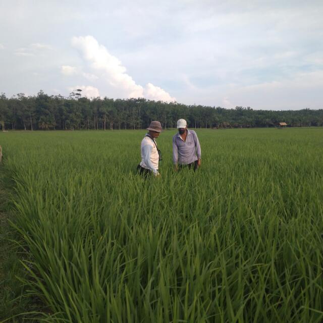Pergiliran Varietas Tanaman Padi Sawah
