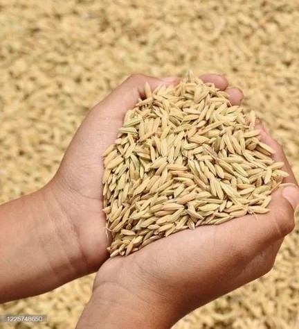 Manajemen Air Untuk Padi Sawah