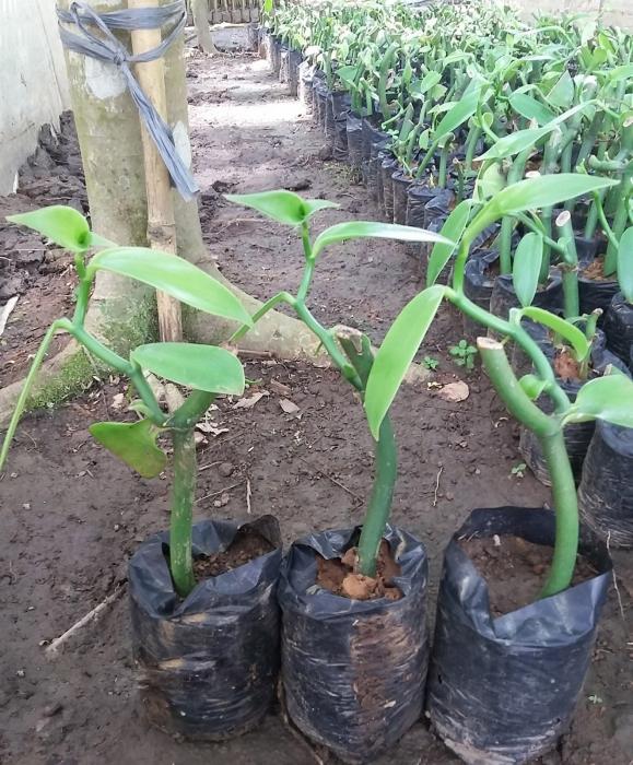 Perbanyakan Tanaman dan Penanaman Vanili