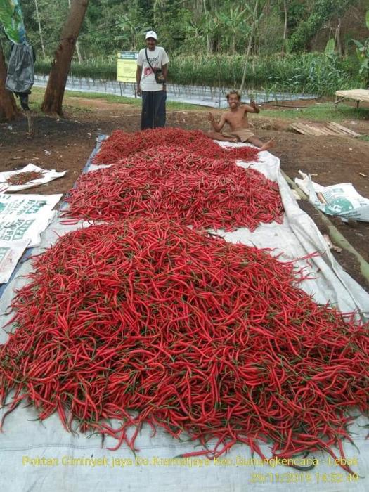 PANEN CABE DI POKTAN CIMINYAK JAYA DS KRAMATJAYA KEC GUNUNGKENCANA KAB LEBAK 
