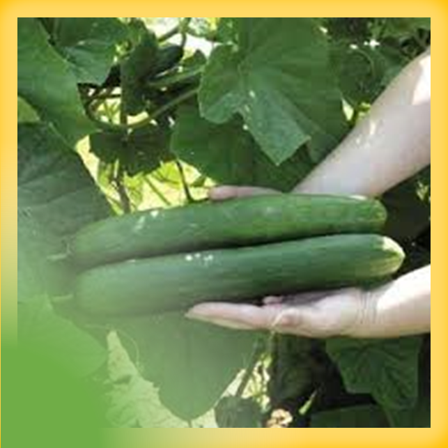 TEKNOLOGI BUDIDAYA MENTIMUN