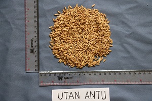 SDG BABEL :  PADI UTAN ANTU