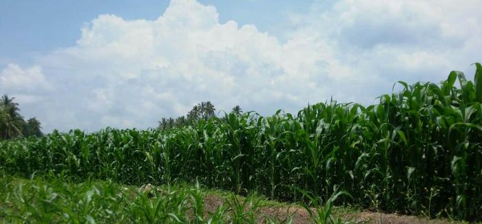 MEMAKSIMALKAN PRODUKTIVITAS TANAMAN JAGUNG
