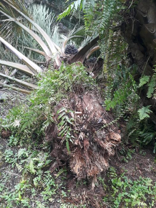 PENYAKIT BUSUK PANGKAL BATANG PADA TANAMAN KELAPA SAWIT 