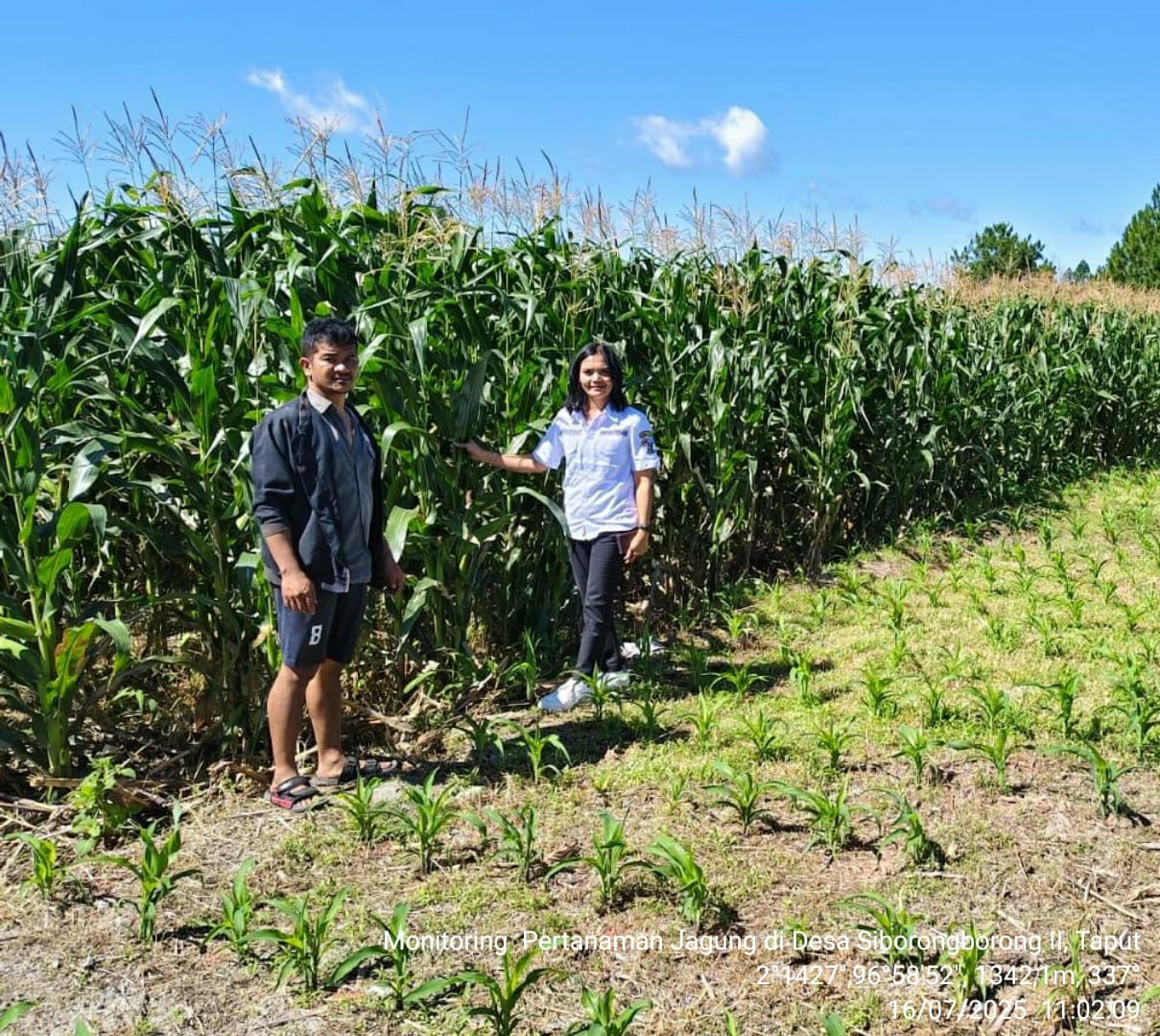 Budidaya Pertanaman Jagung