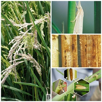 PENGENDALIAN HAMA PENGGEREK BATANG PADA TANAMAN PADI