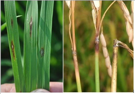 PENGENDALIAN PENYAKIT BLAS PADA TANAMAN PADI