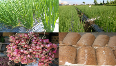 PROSPEK DAN INVESTASI BAWANG MERAH DI KABUPATEN BADUNG