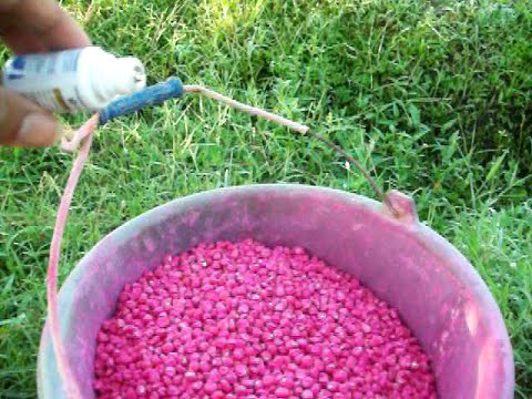 Treatment Benih Jagung Untuk Mengoptimalkan Pertumbuhan Vegetatif Awal Dan Sebagai Pencegahan Dari Organisme Pengganggu Tanaman (opt)