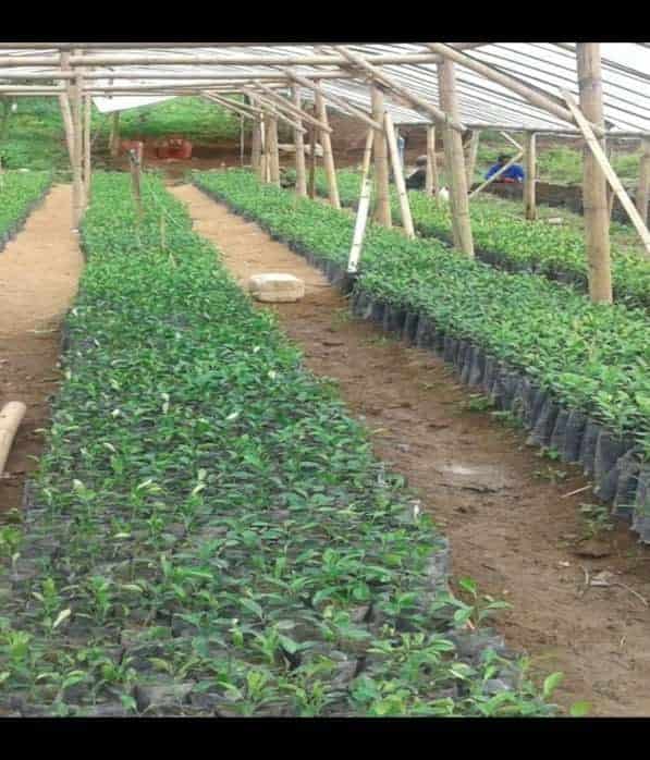 Teknologi Produksi Benih Batang Bawah Jeruk