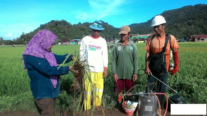 ANTISIPASI POTONG LEHER (neck blast) PADA TANAMAN PADI