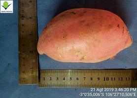 PIGO OREN  : Ubi Jalar Potensial Bangka Belitung