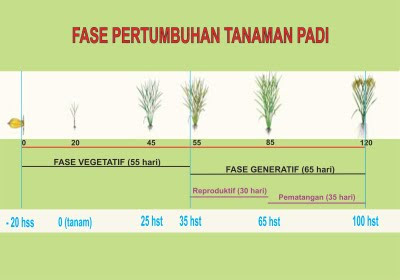 Pemanfaatan Urine Kelinci Sebagai Poc  Di Desa Winong Kecamatan Jetis Kabupaten Ponorogo