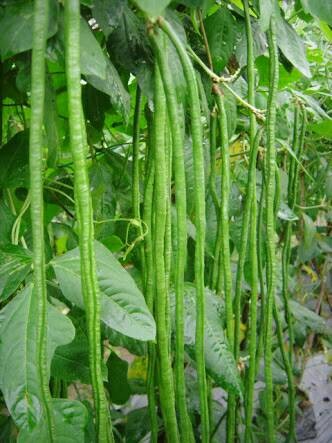 Penerapan Teknologi Penanganan Pasca Panen  Untuk Menghasilkan Kopi Berkualitas