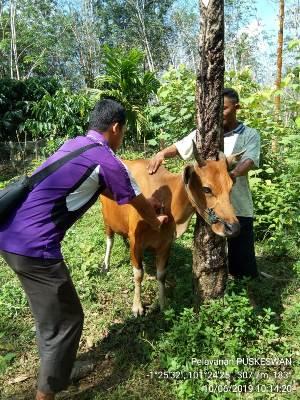 Analisis Penyakit Bovine Ephemeral Fever (BEF) pada Sapi Bali