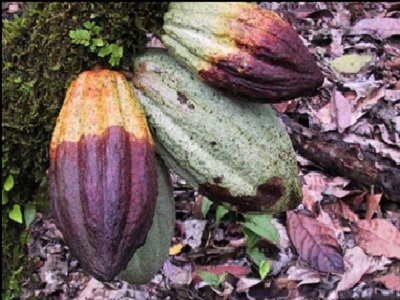 Pemupukan Berimbang Pada Tanaman Kakao