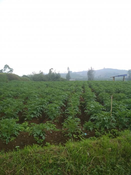 Strategi Pengendalian Nsk Pada Tanaman Kentang