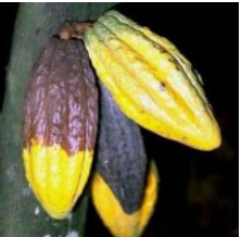 Budidaya Padi Organik di Lahan Rawa