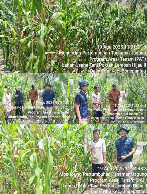 Monitoring Petumbuhan Tanaman Jagung Program Perluasan Areal Tanam (PAT)  Kelompok Tani Lembah Hijau II Desa Tihu Kecamatan Bonepantai