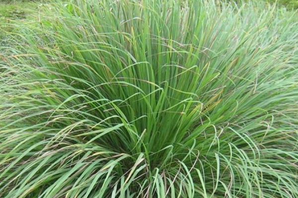 JENIS-JENIS DAN FUNGSI PUPUK CAIR HAYATI