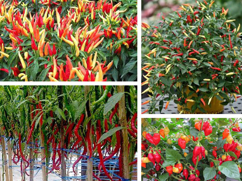 Budidaya Tanaman Cabai